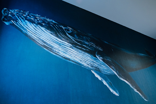 Galeriebild VEMA_7598.jpg Ein Wal, der auf einem Wandbild schwimmt.